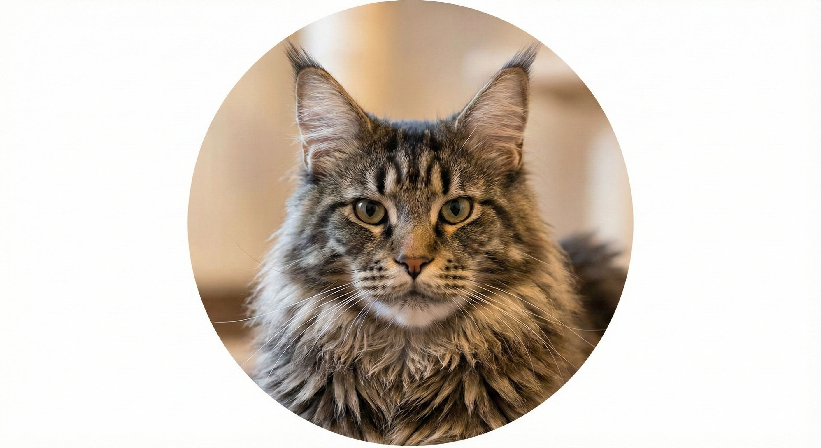 ノルウェージャンフォレストキャット